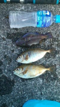 これはカワハギでしょうか それともこれはキタマクラなどの毒魚でしょ Yahoo 知恵袋