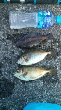 これはカワハギでしょうか それともこれはキタマクラなどの毒魚でしょ Yahoo 知恵袋