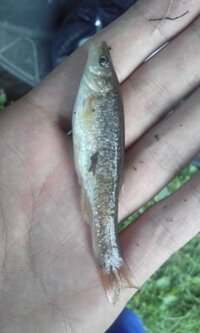 この魚はなんという魚でしょうか 田んぼ脇の濁った用水路で釣りました ちょっ Yahoo 知恵袋