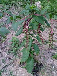 画像の茎が赤い植物の名前わかりませんか オオニシキソウですね 茎が立ち Yahoo 知恵袋