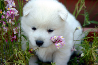 犬は花の匂いを良い匂いと感じるのでしょうか ﾜﾝちゃんにとってのいい Yahoo 知恵袋