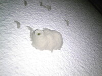 ディズニーのショボすぎるバースディシール昨日うちの子が 同じ９月生まれ Yahoo 知恵袋