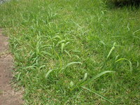芝の雑草について 芝の一部に写真のような長い葉が茂っています これは芝 Yahoo 知恵袋