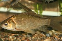 金魚を川に放流すると金魚は死にますか 種類にもよりますが大体死にます だ Yahoo 知恵袋