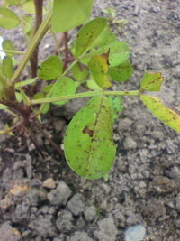 落花生の葉がこんな状態なんですが何故でしょうか もし対処法があるなら教えて Yahoo 知恵袋