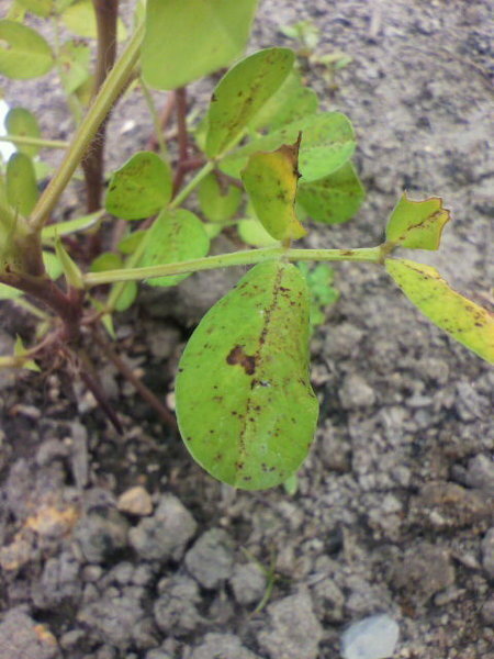 落花生の葉がこんな状態なんですが何故でしょうか もし対処法があるなら教えて Yahoo 知恵袋