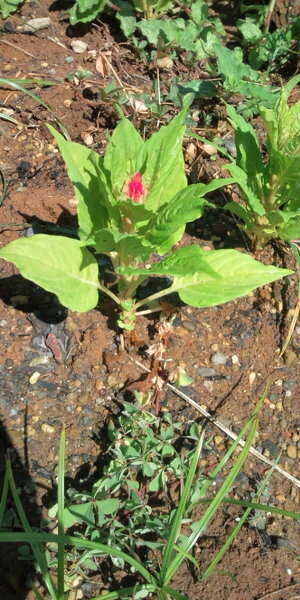 昨年の夏に花壇にケイトウを植えたのですが 冬前に枯れたので処分しました 本 Yahoo 知恵袋