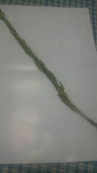 読書感想文で 犬と私の１０の約束 をかいているのですが 感想がたりない Yahoo 知恵袋