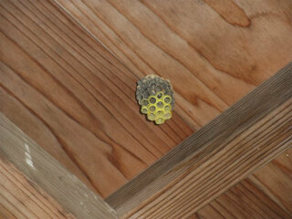 家に蜂の巣があります 種類がわかる方いたら教えて下さい まだ作りかけで小さ Yahoo 知恵袋