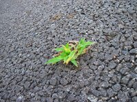 津軽弁で ほいど という言葉は 欲張りという意味なのですよ ほいど根性と Yahoo 知恵袋