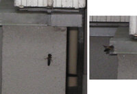 このハチは危険ですか 1ヶ月ほど前から家の外壁と 土台との隙間に3ｃｍほ Yahoo 知恵袋