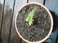 シダ これは一体 庭でレンガとレンガの隙間に生えていました 雑 Yahoo 知恵袋