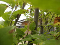 庭木としてエゴノキを植えています 最近ところどろこでそのエゴノキの樹皮が剥 Yahoo 知恵袋