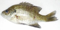 泳ぐのが一番速い魚は 泳ぐのが一番速い魚は Yahoo 知恵袋