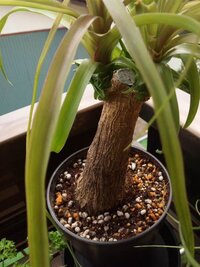 植物の ポニーテール が かなり弱っています ケアの方法を教えてくださ Yahoo 知恵袋