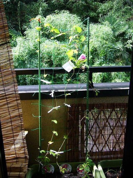 朝顔の台風対策 ２日から 台風がくる地域に住んでいます ベランダに朝顔 Yahoo 知恵袋