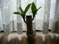 幸福の木水栽培について 現在 水栽培で幸福の木を育てています Yahoo 知恵袋