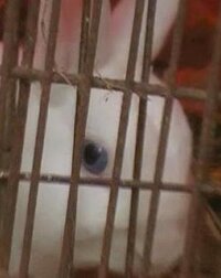 昔飼っていた白兎の目の色が青かったのですが 理由などを教えて欲し Yahoo 知恵袋