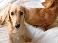 愛犬と一緒に寝ている方に質問です。 私は一緒に寝ているのですが、犬は２匹とも布団の中に入って鼻だけ出して寝ています。皆さんのワンちゃんはどうですか？暑くないのかな？って思っていますが…