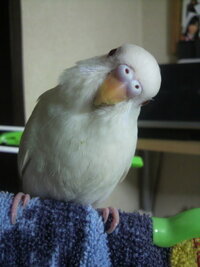 インコ アルビノ種の性別についてです この子はスバリ女の子でしょうか 色々 Yahoo 知恵袋