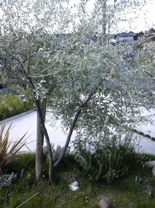 庭木のロシアンオリーブが台風で横倒しになってしまいました もとも Yahoo 知恵袋