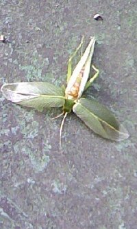羽が葉っぱみたいになった虫を見つけたのですが なんという名前の虫 Yahoo 知恵袋