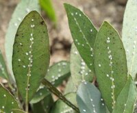 虫の画像あり 園芸に詳しい方教えてください 庭に植えている月桂 Yahoo 知恵袋