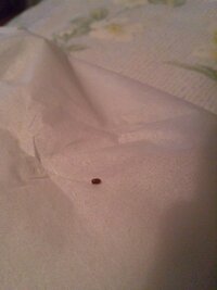 この虫は何という虫でしょう 茶色い虫で1 2ミリの大きさ 体はつ Yahoo 知恵袋