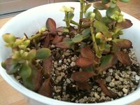 金の成る木の育て方 金の成る木が最近元気がなく 写真の様にな Yahoo 知恵袋