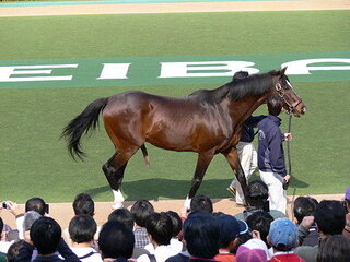 東京競馬場であったトウカイテイオーのお披露目のときの写真です でも ちょっ Yahoo 知恵袋