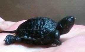 今日クサガメの卵が一つ孵化して子亀が生まれました 同時に産卵した Yahoo 知恵袋