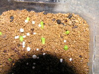 サボテン 兜 の種子を実生したのですが それ以上育ちません 育て Yahoo 知恵袋