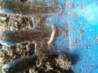 夏に庭などの土の中にいる白いカブトムシの幼虫みたいなやつの正体は Yahoo 知恵袋