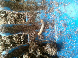カブトムシの幼虫の土の中に 白いのと ちょっと茶色く 細長い5ミ Yahoo 知恵袋
