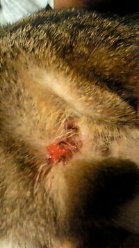 猫の耳に傷があるんですが なんか猫が耳掻いてた時に傷作っち Yahoo 知恵袋