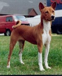 バセンジーは 原始的な犬種 と よく聞きますが ど 見ても Yahoo 知恵袋