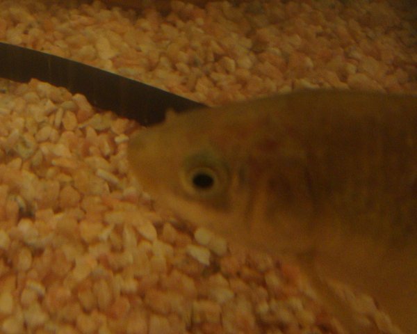 飼育しているフナの寄生虫についてフナの額に出っ張りのようなものがあるのでウ Yahoo 知恵袋
