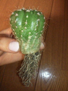 サボテンの根腐れについて サボテンの根元の色が薄くなっていて触ってみたら少 Yahoo 知恵袋