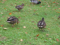 池にいる鴨って何を食べてますか カモと言っても 淡水に住む Yahoo 知恵袋