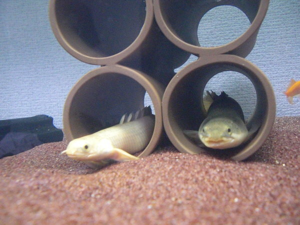 体は白くて 目が黒いpo セネガルスを飼っているのですが これっ Yahoo 知恵袋