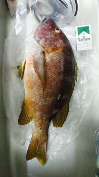 この魚はなんですか あと食べれますか 喜界島で夜ぶっこみの仕掛け Yahoo 知恵袋