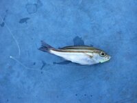 先週鹿児島市の海釣り公園で釣れた魚です 何の魚か分からないでしょ Yahoo 知恵袋