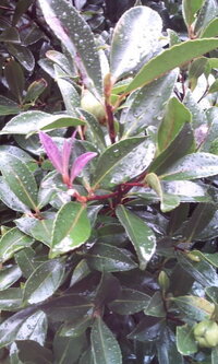 ヒサカキという強烈な臭い花の開花期間について教えてください ヒ Yahoo 知恵袋