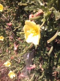 冷蔵していたサバ寿司を食べたら 魚は大丈夫なのですが 寿司めしが固くなって Yahoo 知恵袋