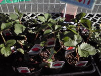 白イチゴの苗はホームセンターで買えますか 白いワイルドストロベリー Yahoo 知恵袋