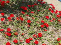 つるの様に伸びる赤い花を教えてください 写真あり 自分の家の庭に咲い Yahoo 知恵袋