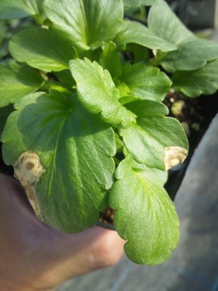 パンジーの葉が病気？ - パンジーの葉が写真のように、斑点状の異 