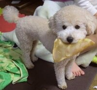 飼い犬に豚耳をあげたら 口にくわえてきゅんきゅん鳴きながら 隠 Yahoo 知恵袋