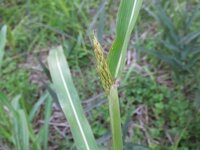 この稲のようなものが茎から飛び出す草はなんでしょう 葉には白い線 Yahoo 知恵袋