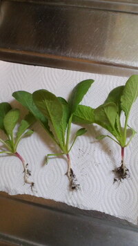 二十日大根をプランターで育てました二回目ですしかし二回共に根が膨 Yahoo 知恵袋